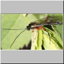 Pimpla turionnellae - Schlupfwespe 020c m11mm-fdet05.jpg